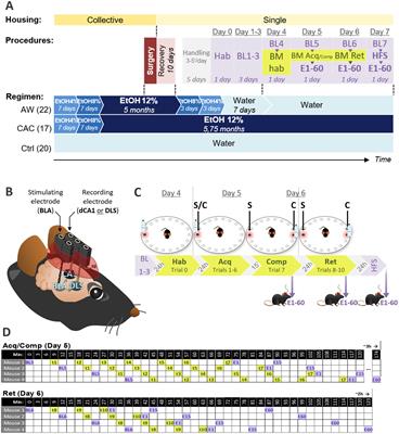 Chronic alcohol consumption shifts learning strategies and synaptic plasticity from hippocampus to striatum-dependent pathways